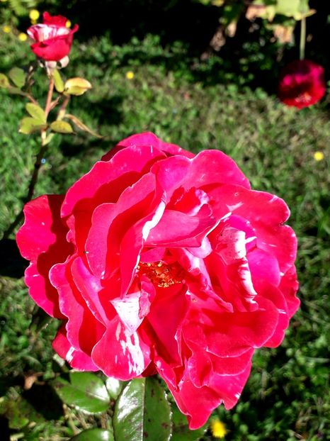  - TRANDAFIRI_2019_2020_2024