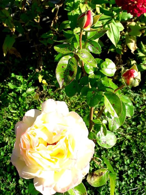  - TRANDAFIRI_2019_2020_2024