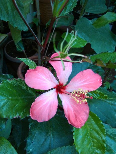  - Hibiscus Humelles Fantasy