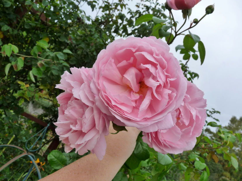  - 2019 - 03 - Toamna