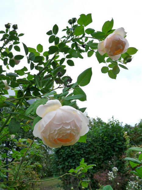  - 2019 - 03 - Toamna