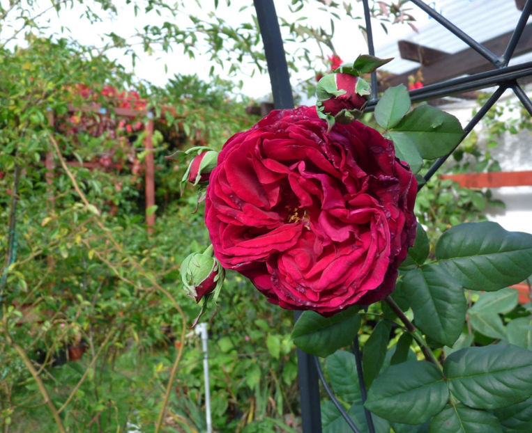 Ultimele in acest sezon! - 2019 - 03 - Toamna