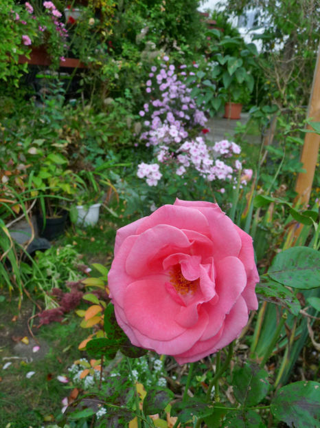  - 2019 - 03 - Toamna