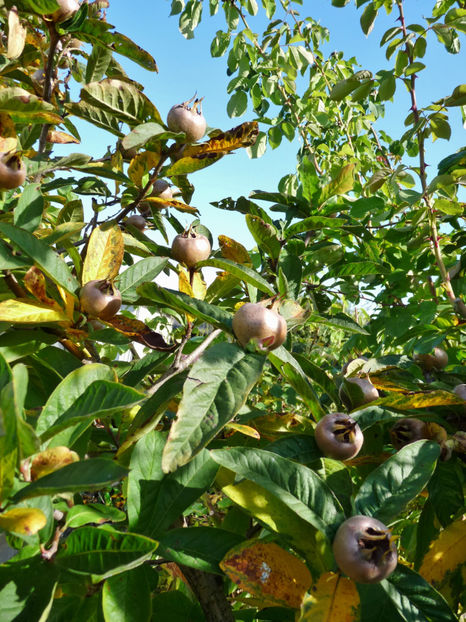  - 2019 - 03 - Toamna