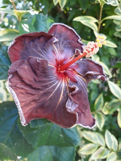  - HIBISCUS RK MIDNIGHT STAR