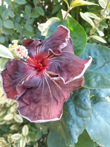  - HIBISCUS RK MIDNIGHT STAR