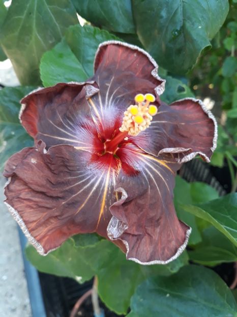  - 1- HIBISCUS 2019