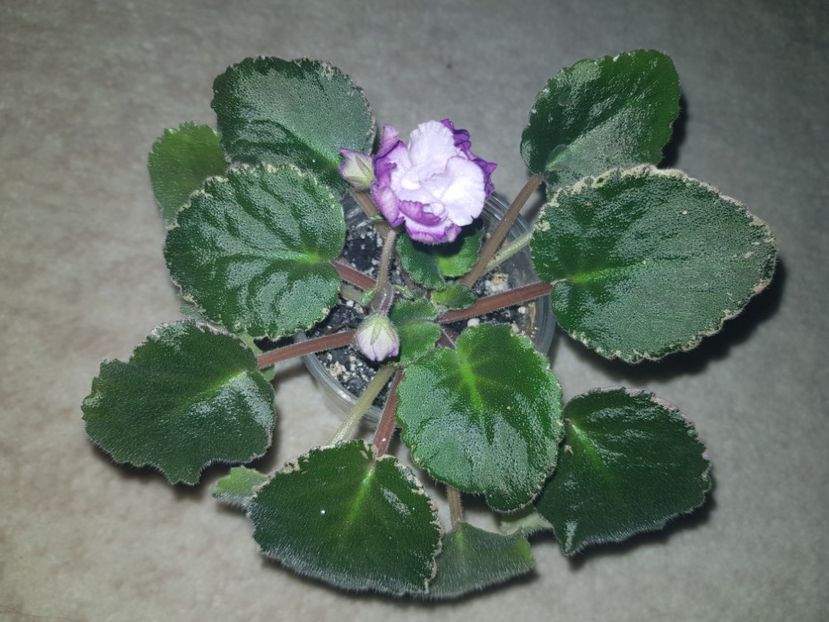 06.04.2019 - Buckeye Blushing