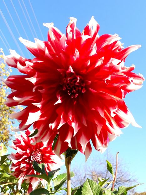  - AAAA_DALII 2015_2017_2018_2019_2020_2023