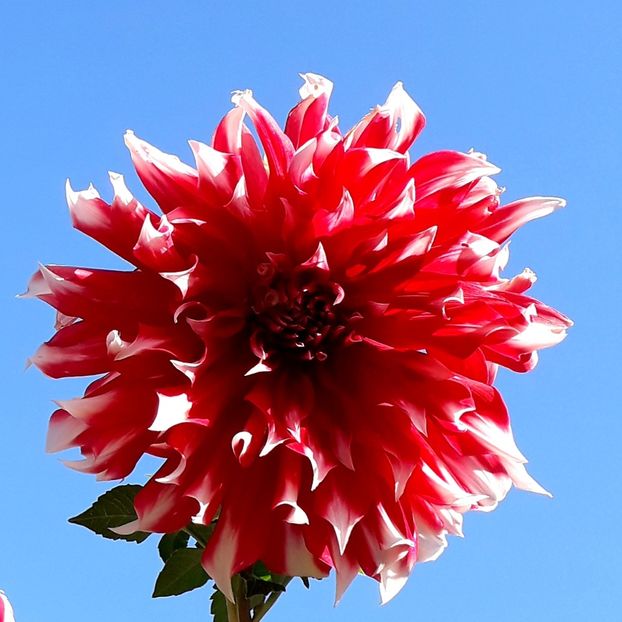  - AAAA_DALII 2015_2017_2018_2019_2020_2023