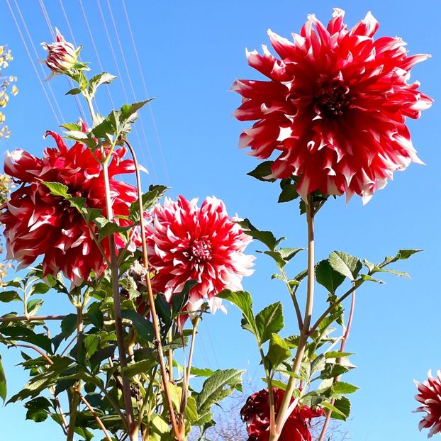  - AAAA_DALII 2015_2017_2018_2019_2020_2023