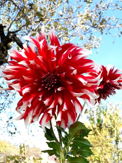  - AAAA_DALII 2015_2017_2018_2019_2020_2023