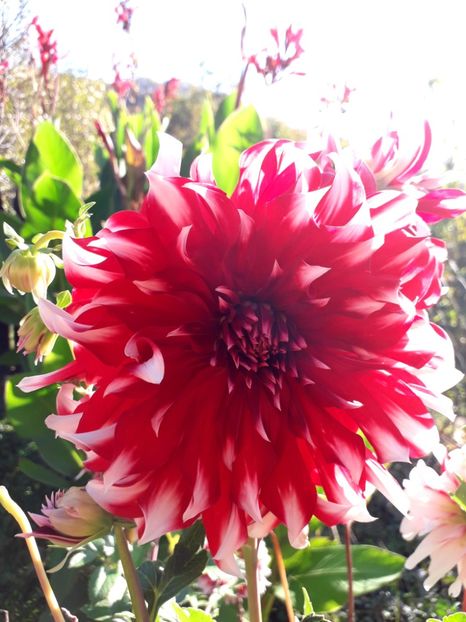  - AAAA_DALII 2015_2017_2018_2019_2020_2023