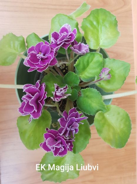 29.09.2019 - EK Magija Liubvi