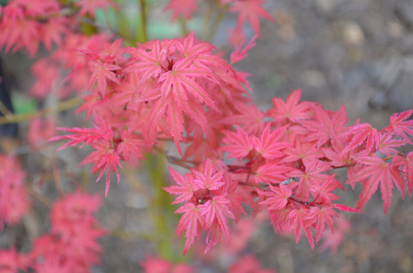  - dragostea  de natura