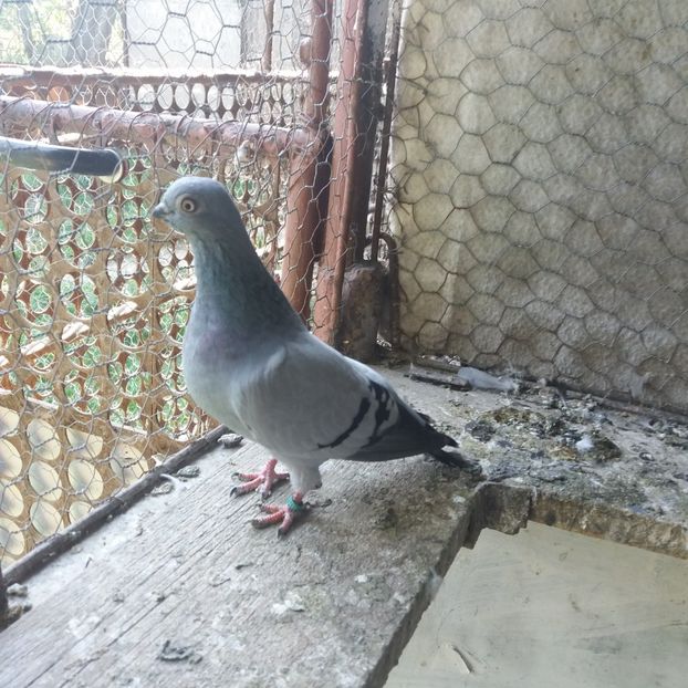  - Porumbel ALBASTRU de CLUJ-KICSI KEK