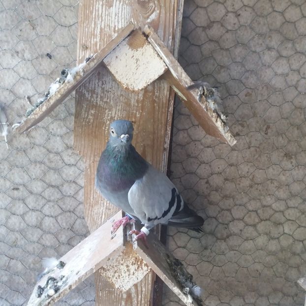  - Porumbel ALBASTRU de CLUJ-KICSI KEK