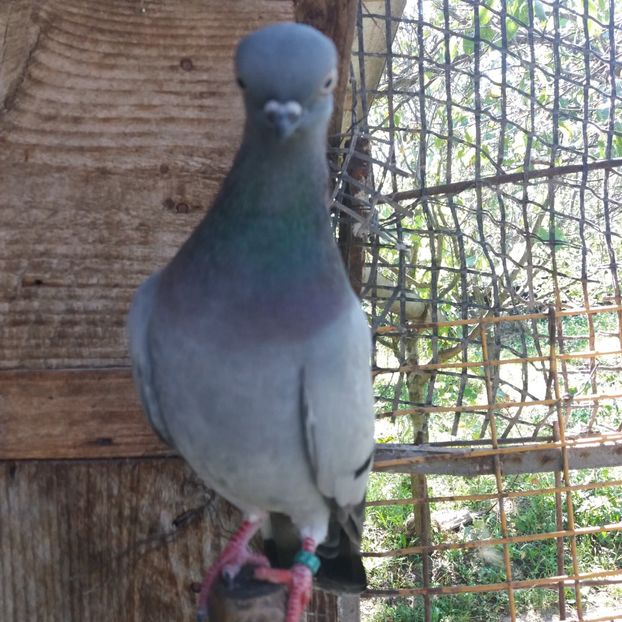  - Porumbel ALBASTRU de CLUJ-KICSI KEK