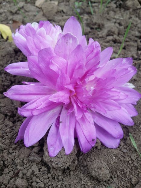  - curtea cu toate cele 2019