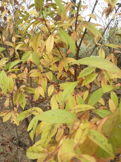  - curtea cu toate cele 2019