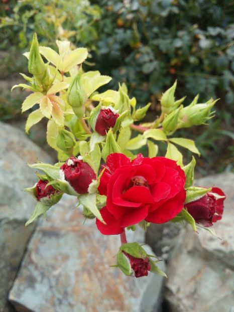  - curtea cu toate cele 2019