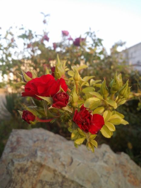  - curtea cu toate cele 2019