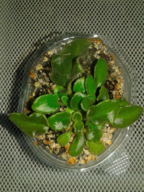 06.09.2018 - Heritage Frolic