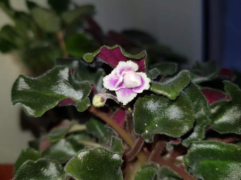 20.05.2019 - Heritage Frolic