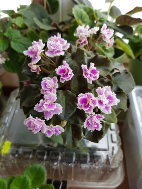 14.07.2019 - Heritage Frolic