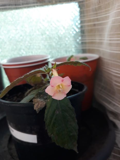  - Achimenes 2019
