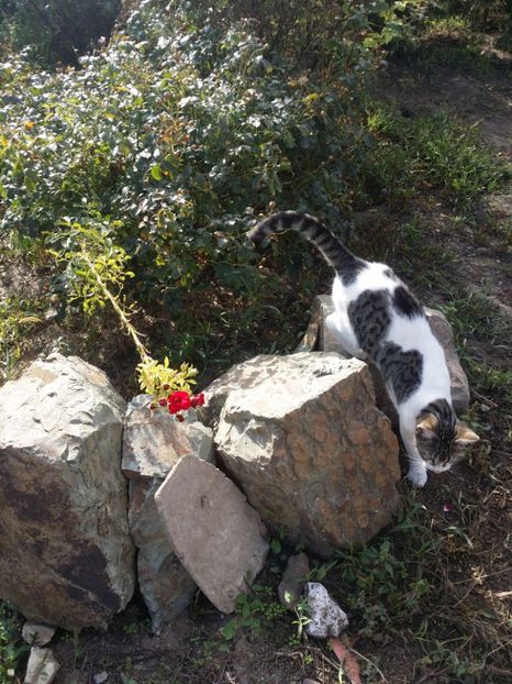  - curtea cu toate cele 2019