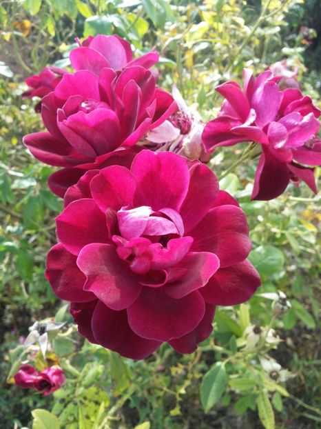  - curtea cu toate cele 2019