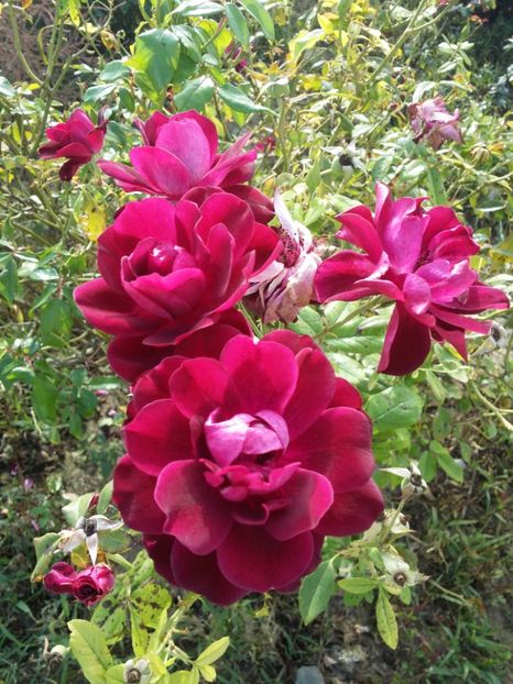  - curtea cu toate cele 2019