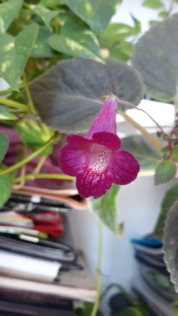  - 2019 - EUCODONIA si xSMITHICODONIA