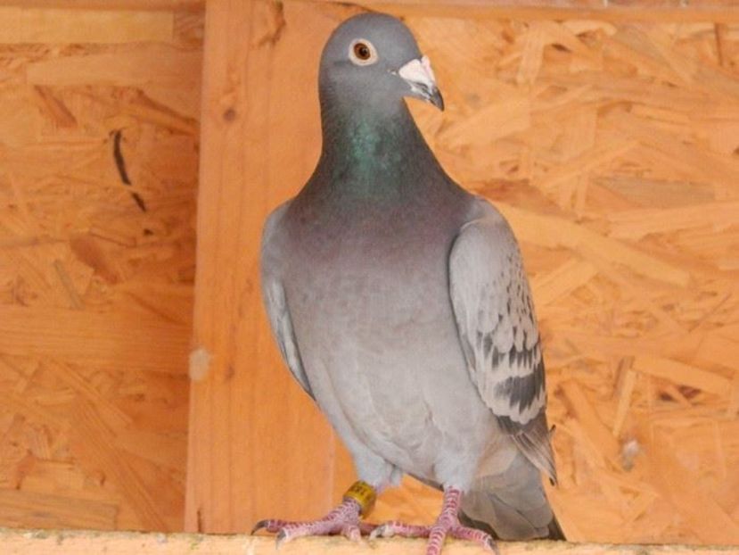 NL 09-1836280 (2) - RO 2014 0876767