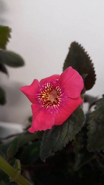 2019 - R19 - Polly Tan xA