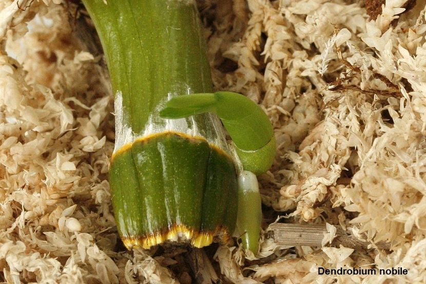 16.10.19 - 3 Crestere lastari