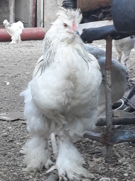  - Gaini motate barboase