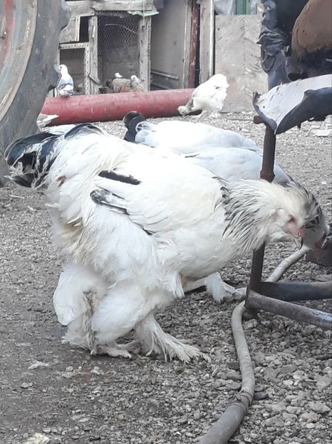  - Gaini motate barboase