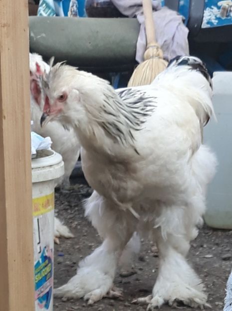  - Gaini motate barboase