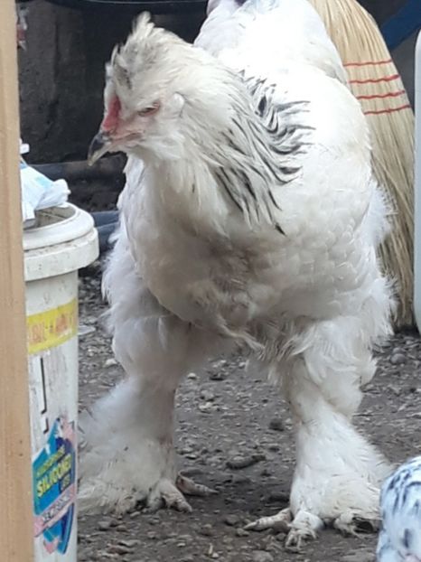  - Gaini motate barboase