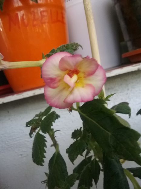  - CYTRO-pierdut