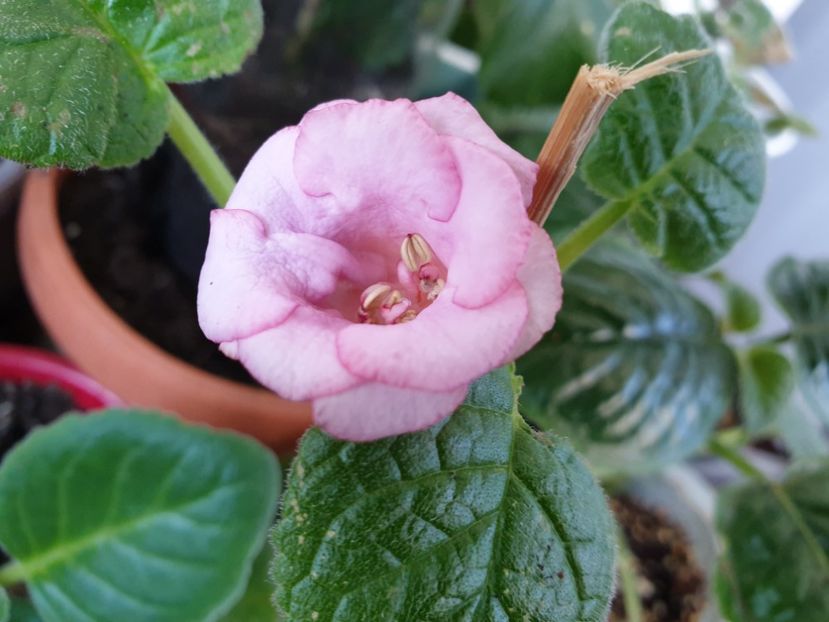 MG_s Tenko - Sinningia 2019