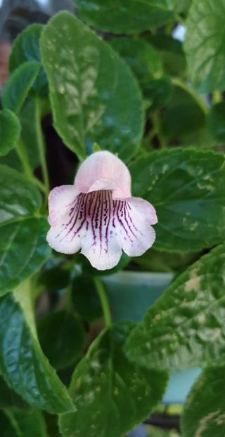 received_2102093636752454 - Sinningia 2019