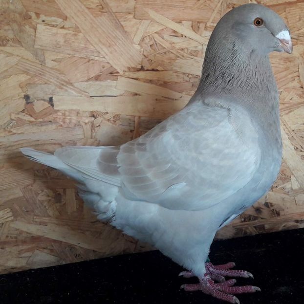  - 3---AGH DAȚI 2019 - 2025