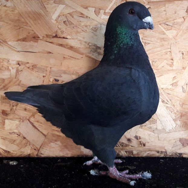  - 3---AGH DAȚI 2019 - 2025