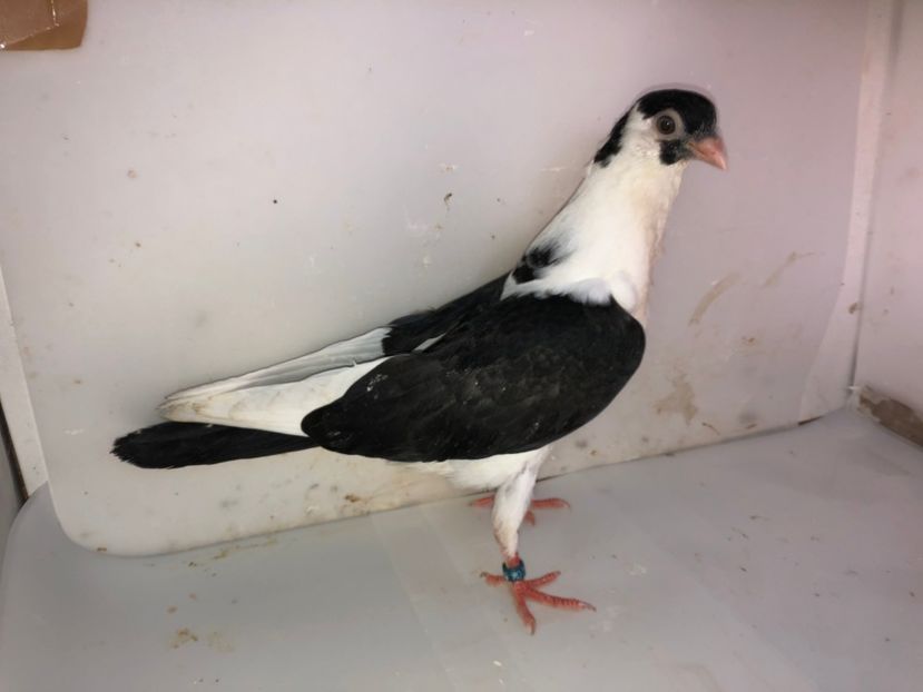 4530(18)  femelă  2019 - Plecați ALBUM 2