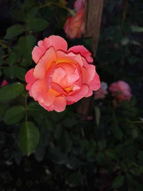  - Summer song sau jeff l artist sau