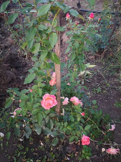  - Summer song sau jeff l artist sau