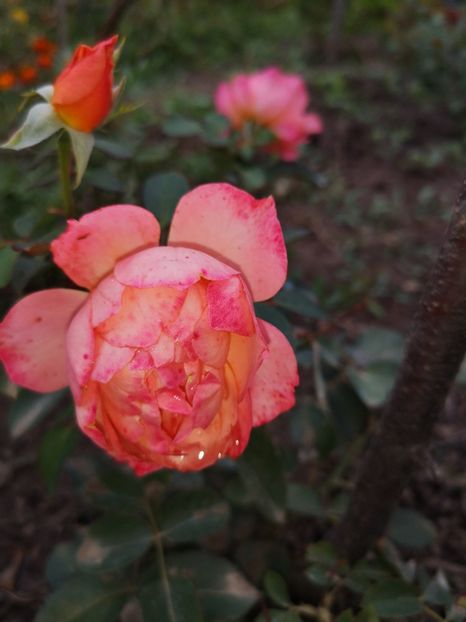  - Summer song sau jeff l artist sau